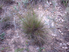 Schoenus graciliculmis