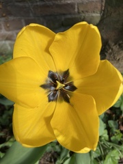 Tulipa