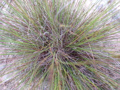 Schoenus graciliculmis