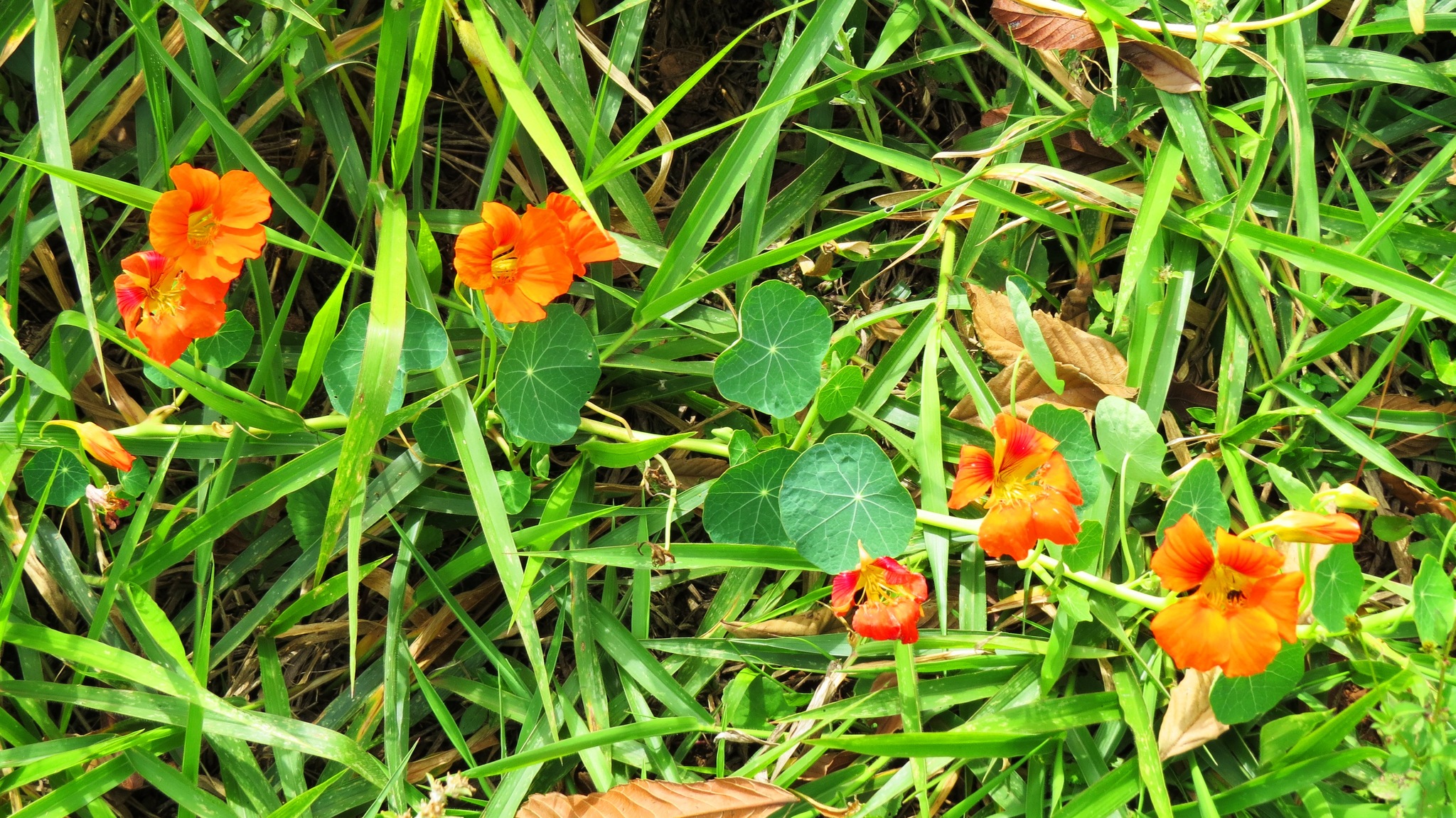 Tropaeolum majus