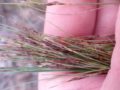 Schoenus graciliculmis