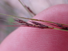 Schoenus graciliculmis