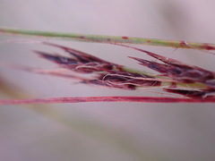 Schoenus graciliculmis