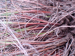 Schoenus graciliculmis