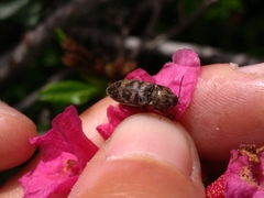 Prosternon tessellatum