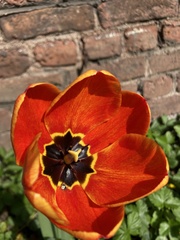 Tulipa