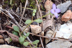 Houstonia pusilla