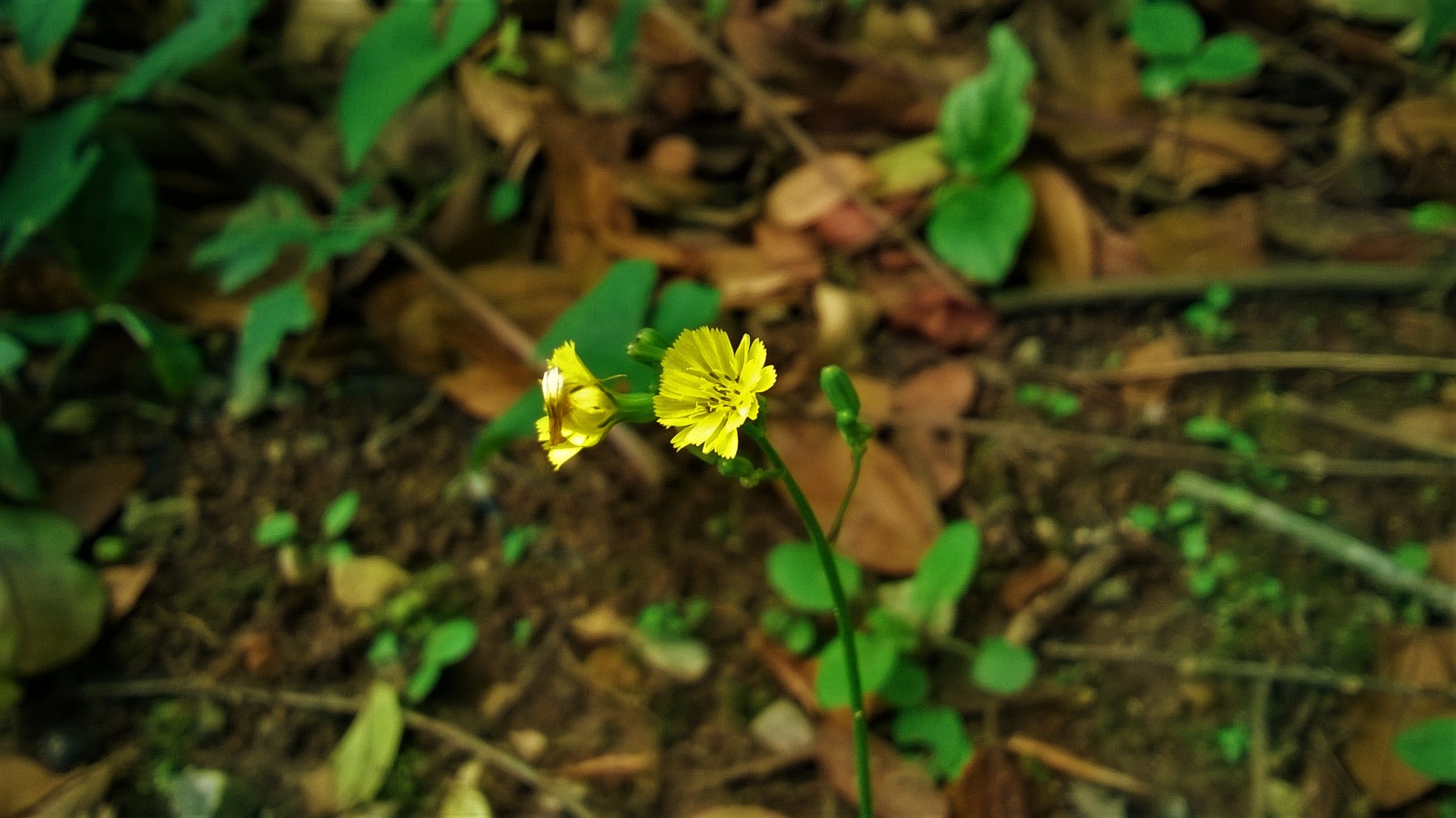 Youngia japonica