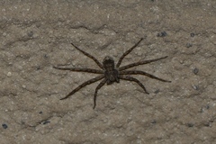 Philodromus spinitarsis