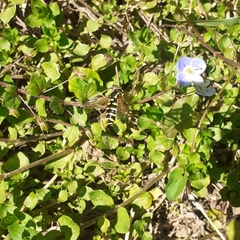 Xanthogramma citrofasciatum