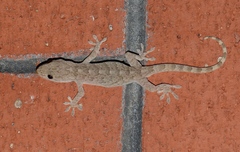 Gekko swinhonis