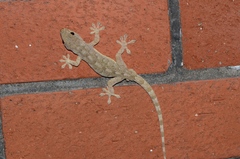 Gekko swinhonis