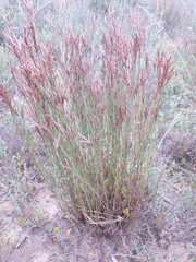 Restio albotuberculatus