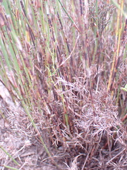 Restio albotuberculatus