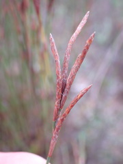 Restio albotuberculatus