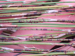 Restio albotuberculatus