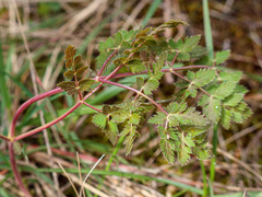 Peucedanum cervaria