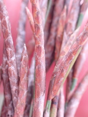 Restio albotuberculatus