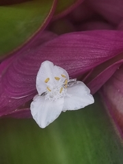 Tradescantia spathacea