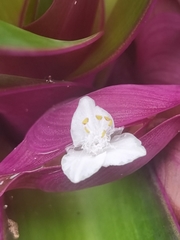 Tradescantia spathacea