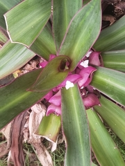 Tradescantia spathacea