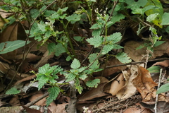 Nanocnide japonica