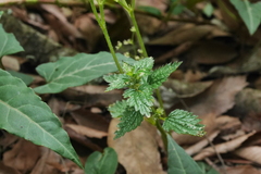 Nanocnide japonica