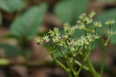 Nanocnide japonica