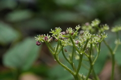 Nanocnide japonica
