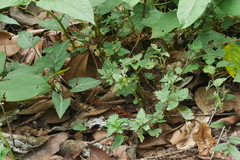 Nanocnide japonica