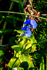 Commelina eckloniana