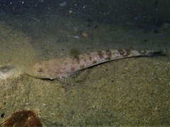 Platycephalus grandispinis