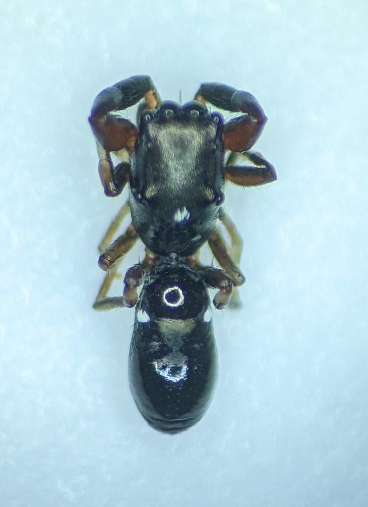 Synageles albotrimaculatus