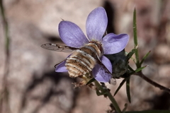 Lepidanthrax angulus