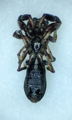 Synageles albotrimaculatus