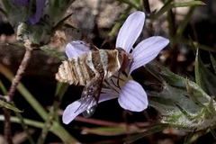 Lepidanthrax angulus