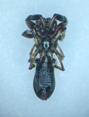 Synageles albotrimaculatus