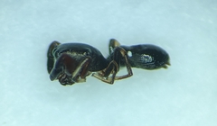Synageles albotrimaculatus