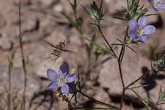 Lepidanthrax angulus