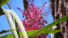 Aechmea purpureorosea