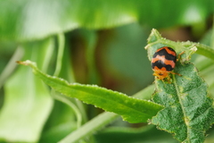 Diekeana admirabilis
