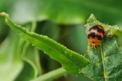 Diekeana admirabilis