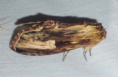 Truncaptera meridionalis