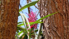 Aechmea purpureorosea