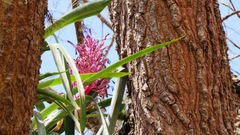 Aechmea purpureorosea