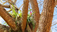 Aechmea purpureorosea