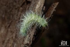 Acronicta