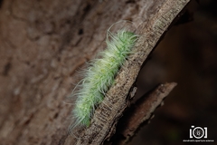 Acronicta