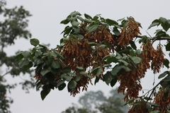 Acer thomsonii