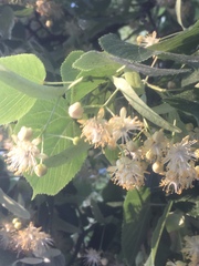 Tilia
